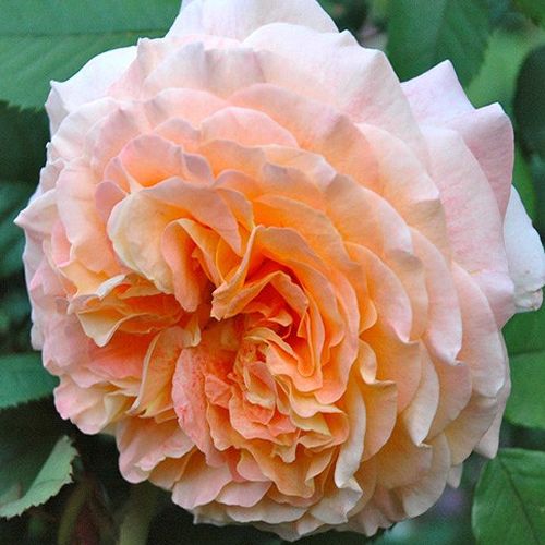 Sárga - Rózsa - Jef l'Artiste - Online rózsa vásárlás